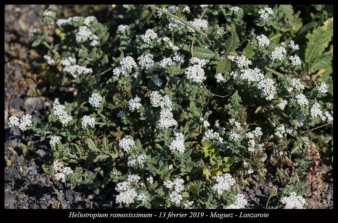 Heliotropium ramosissimum